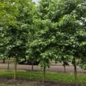 Liquidambar styraciflua - 1