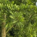 Cedrus deodara - 3