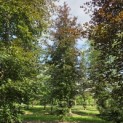 Fagus sylvatica 'Atropunicea' - blad in de schaduw kleurt naar groen
