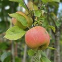 Malus domestica 'Rode Boskoop' - impressie foto goudreinet