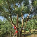 Pinus sylvestris - Foto 3