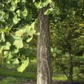 Ginkgo biloba - Foto 1