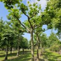 Platanus hispanica - 1