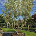 Cornus kousa 'Milky Way' - 1