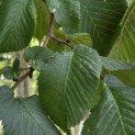 Ulmus 'Camperdownii' - Foto 6