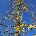 Ginkgo biloba - 3