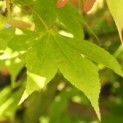 Acer palmatum 'Osakazuki' - Foto 1