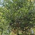 Ilex Nellie Stevens - 4