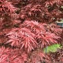 Acer palmatum 'Jerre Schwartz' - impressie rood jong blad