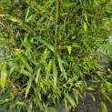 Phyllostachys aurea - 4
