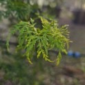 Acer palmatum 'Emerald Lace' - 7