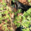Larix kaempferi 'Diana' - impressie jonge naalden