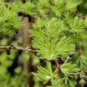 Larix kaempferi 'Diana' - impressie jonge naalden