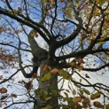 Fagus sylvatica - nov 2025
