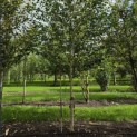 Betula utilis 'Jacquemontii' (Doorenbos) - 3