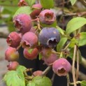 Vaccinium corymbosum 'Bluecrop' - 1