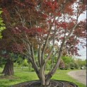 Acer palmatum 'Atropurpureum' - Foto 8