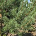 Pinus sylvestris - 5