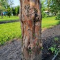 Taxus baccata dovastoniana 'Aurea Pendula' - Afbeelding 3