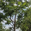 Juglans Nigra - 1