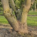 Catalpa erubescens 'Purpurea' - Foto 7