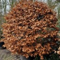 Fagus sylvatica - 2