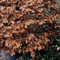 Fagus sylvatica - 3