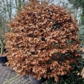 Fagus sylvatica - 4