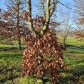 Fagus sylvatica - 4