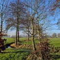 Carpinus betulus - 1