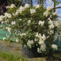 Rhododendron 'Cunningham's White' - 1