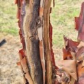Acer griseum - 2