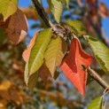Prunus avium 'Regina' - 1