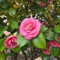 Camellia japonica - 4