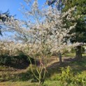 Amelanchier lamarckii - 4