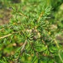 Cedrus libani - 6