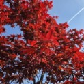 Acer palmatum 'Bloodgood' - 7