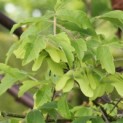 Acer griseum - 4