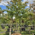 Parrotia persica - 2