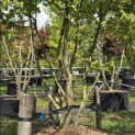 Parrotia persica - 3