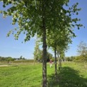 Tilia x europaea 'Pallida' - Foto 7