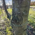 Fagus sylvatica - 1