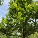 Magnolia 'Susan' - Foto 2