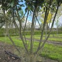 Prunus laurocerasus 'Caucasica' - Foto 2