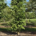 Ginkgo biloba Obelisk - 2