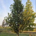 Prunus laur. Caucasica - 3