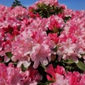 Rhododendron Yakushimanum ‘Pink Cherub’ - Foto 1