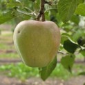 Malus domestica 'Red Elstar' - 1