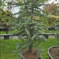 Cedrus libani 'Glauca' - 2