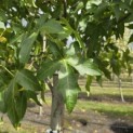 Liquidambar styraciflua 'Palo Alto' - Foto 3